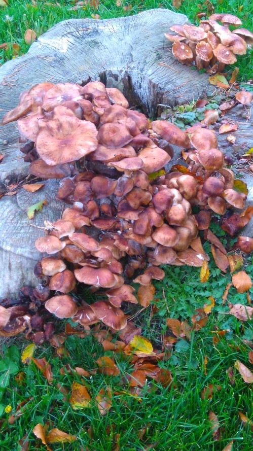 Graveyards offer stimulating finds like this tree stump bursting with toadstools.